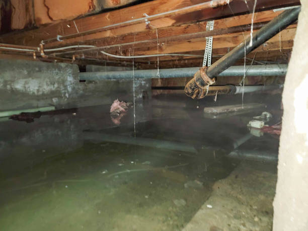 Best Flood damage cleanup  in , CA